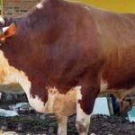 Bupati Egi Serahkan Sapi Kurban Raksasa 1,051 Ton dari Presiden Prabowo untuk Warga Jati Agung